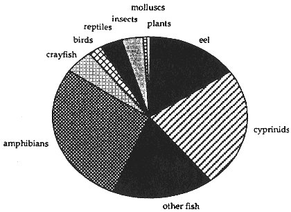 Pie chart showing the majority of the diet is amphibians and cyprinids, plus eels.  Click forlarger version.