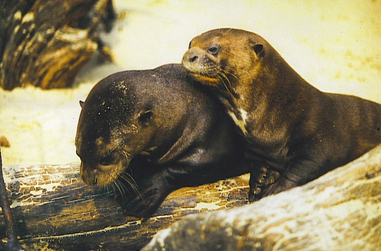 Two giant otters on a sandy bank with logs.  Both are lying along a log, facing left.  One is looking down at something below the log; the other is slightly further back, resting its head on the shoulder of the first otter. 