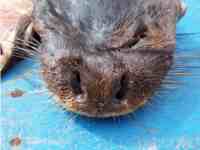 Ventral view of otter head, showing fully haired rhinarium, but bare nostrils