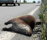 Dead adult otter lying at the side of the road 