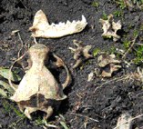 Otter skull, lower jaw and vertebrae lying on soil