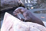 Hairy-nosed otter eating fish on a rock