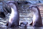 Two smooth-coated otters sitting up in the water