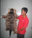 Sokrith Heng holding up a Lutra sumatrana skin that was tanned after the animal was drowned in fishing nets