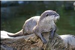 Asian Small-Clawed Otter sitting on a rock