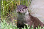 Eurasian Otter coming out of the water