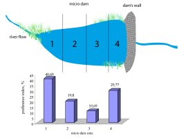 Diagram of a microdam pond divided into four zones from inlet to dam, and the relative proportions of otter spraint found. The highest preference was for the inlet end, followed by the dam end. (Click for larger version)