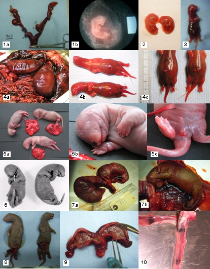 Photographs of uteri and foetuses found during post mortem dissection of pregnant female otters