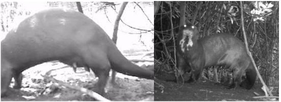 Camera trap images showing female otter with obvious teats, and male otter photogaphed in low light levels with scrotum plainly visible. Click this image for larger version
