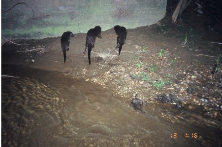 Three otter cubs sniffing the marking sidte while standing on teh mud by the river
