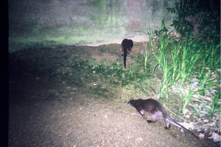 One otter sniffs at the marking site while the other one hurries up to join it.