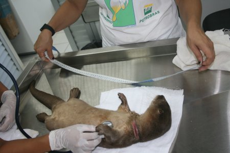 The otter lying on its back under anaesthetic being measured and listened to with a stethoscope; the large neck wound is clearly visible.  Click for larger version.