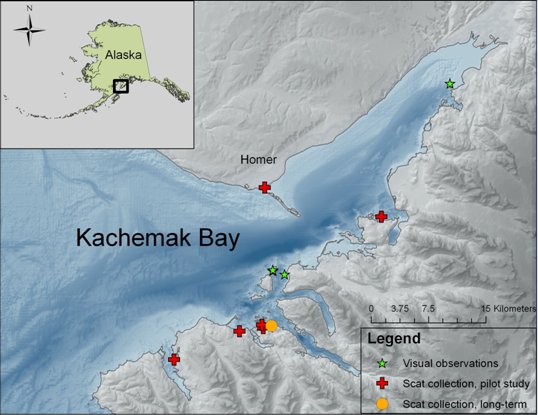 Map of the bay showing where the pilot and long-term scat collection took place, and where visual observations were made.  The bay is about half way along the south coast of Alaska, and is a 40 mile long arm of Cook Inlet on the Kenai Peninsula (Click for larger version)