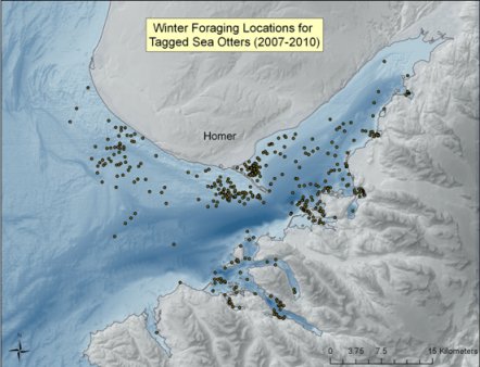 Map showing the winter foraging sites for the radiotagged sear otters, mainly in the bay, but also round the po9int and also in some small inlets; there are two clusters off Homer (Click for larger version)
