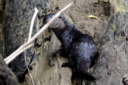Despite twig obscuring part of the face, the white moustache and chin are clear; the rhibarium appears matte unlike a normal otter nose which is shinier. The clawed and webbed paws are visible. Click for larger version. 