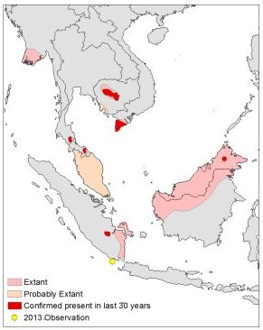 Map of southeast Asia showing the study location at the most southerly point of Sumatra, with confirmed presence in the last 30 years shown in central Cambodia, southern Vietnam, northern Borneo Island, and south central Sumatra; guessed distribution shown as the north western half of Borneo Island, a strip on the east coast of Sumatra, central Cambodia and the Irrawaddy delta.  Click for larger version.