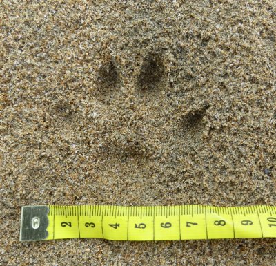 Clear pawprint in sand showing four of the five toes, and the claws.  Click for larger version.