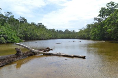 Wide river with fallen/floating logs and dense bankside vegetation.  Click for larger version.