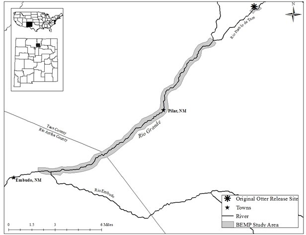 Maps showing the location of New Mexico in the South of the USA, west of Texas, the position of the study area in mid-state, and the section of the Rio Grande studied, along with the original otter release site, north of the study section on a tributary of the river.  The town of Pilar is in the middle of the study section.  Click for larger version. 
