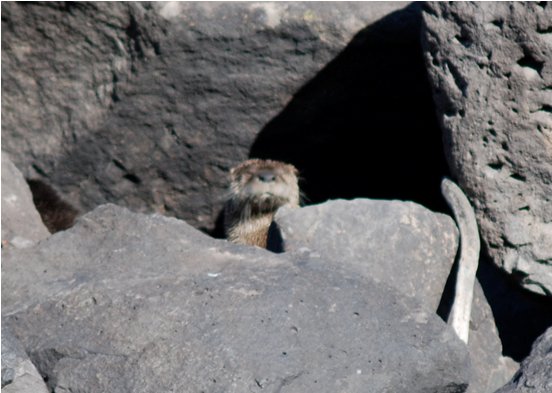 Pale coloured adult otter staring directly at the camera from between the rocks; head and shoulders visible.  Cub represented by part of darker back and head visible between rocks to the left.  Click for larger version.