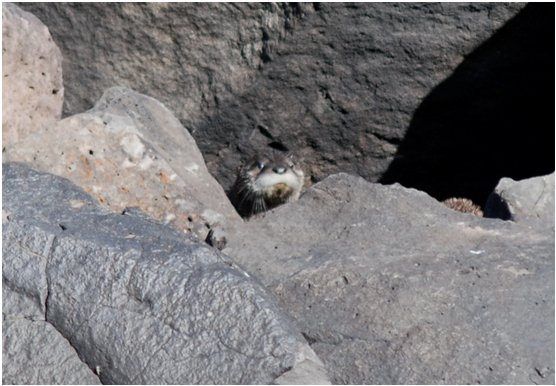 Same location: juvenile has shown head behind rocks and adult has ducked down.  Click for larger version.