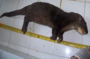 Dead otter lying on its left side on a white tiled surface. Measuring tape underneath it. Click for larger version.