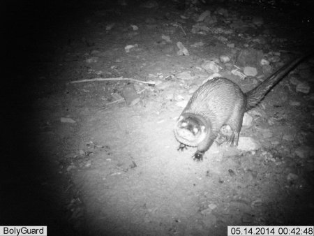 Nocturnal cameral trap photo of an otter on land gazing up at the lens. Click for larger version.