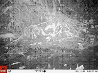 Camera trap photo with otter head entering shot at the left hand side, halfway up. Rounded head with clear distinction between darker upper part and paler chin, cheeks and throat. Click for larger version.