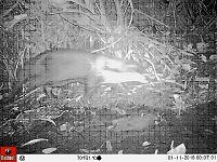 Camera trap photo with otter across middle.  Clear pale cheeks and throat, rounded belly, thickset, powerful shoulders. Click for larger version.