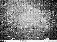 Camera trap photo with whole otter in centre. Rounded body, thick, sturdy legs and short, thick tail. Click for larger version.