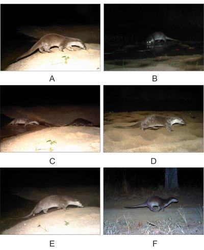 Six photographs of otters from camera traps.  A is a clearly illuminated Eurasian otter side view, showing the rough coat and streamlined head.  B is a less well lit photo of an otter drinking - eyeshine is clear.  C is two otters fairly well lit, in side view.  D is a clearly lit Eurasian otter from the side, again showing the body shape and rough brown coat. E is again a well-lit Eurasian otter from the side, clearly showing hte shape of the animal. F is large otter galloping; fairly well lit, and showing the larger feet, longer, flatter tail, rounded head outline and smooth, shiny coat typical of the Smooth Coated Otter.  Click for larger version
