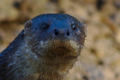 Clear close-up of otter's face, looking directly at camera, clearly showing  the hairy rhinarium and white moustache. Click for larger version