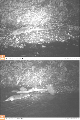 Two night vision camera trap photos.  The top one shows a single otter with a log on a stony river bank, river in the foreground and dense bankside vegetation behind. The second image is an otter in the water approaching a log at the water's edge.  Click for larger versions or use the YouTube links below to see the footage.