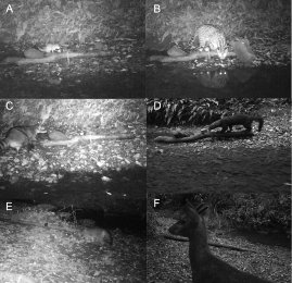 Top left: a small mustelid eating from a bait tuna tin attached to a log on the river bank.  Top right: an ocelot on the same log.  Middle left: a raccoon arriving at the baited log. Mid right: a strongly built mustilid sniffing the tuna can. Bottom left: a fox at the log. Bottom right: a deer on the river bank near the baited log. Click for larger version.