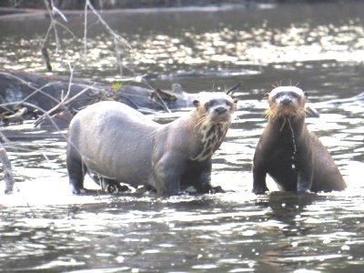 Two giant otters in shallow water with tree debris behind them.  One stands left to right, back legs out of hte water, facing the camera.  The other directly faces the camer, front part out of the water, rear part submerged.  Click for larger version.