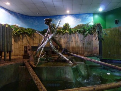The otter pen at the Blue Reef Aquarium.  There is no natural light. Subdued lighting is provided by three spotlights in the ceiling. There is a painted sky backdrop around the top third of the pen. The bottom two thirds is wooden panelling with plastic plants.  THe large water area is on two levels with a wooden tripod climbing frame, and log bridges.  The small land area is secured gravel.. Click for larger version.  