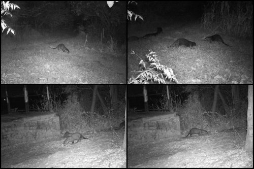 Four infrared camera trap photos.  Top left shows an otter on land, sideways on, on a flat area with surrounding trees.  Top right shows five otters in the same location, one showing eyeshine. Bottom left shows two compete otters and the tail of a third; the otters are on a flat area next to a concrete plinth on the edge of the lake, with bankside vebgetation. Bottom right shows a single otter in the same location.  Click for larger version.   