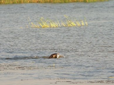 Head of an otter above the water in the lake, holding a large fish; a stand of reeds in the distance and beyond that, the bank. 