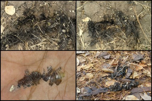 Four photographs of spraint.  Top left has bird feathers in, as does top right, bottom left has turtle shell fargments held on researcher's hand, and bottom right has fish remains. Click for larger version.