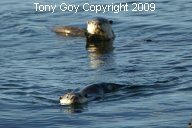 Two African Clawless Otters swimming