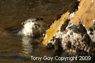 African Clawless Otter in the water by a rock, looking straight at the camera