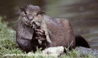 Smooth-Coated Otter eating fish