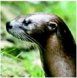Head of Smooth-Coated Otter
