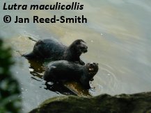 Lutra maculicollis, copyright Jan Reed-Smith