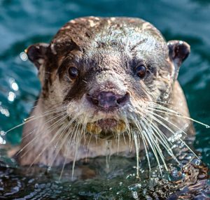 Otter Species Iucn Ssc Otter Specialist Group