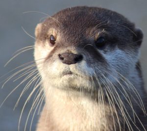 Otter Species | IUCN SSC Otter Specialist Group