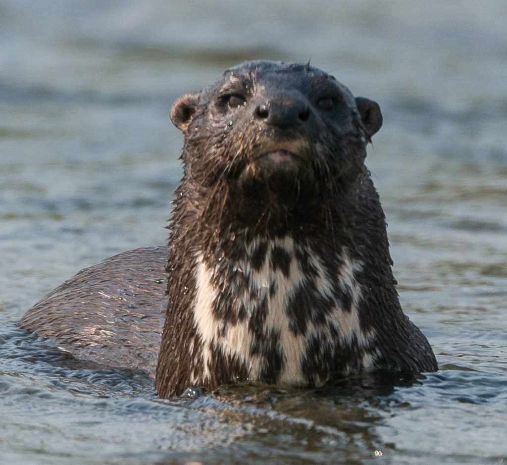 Otter Species | IUCN/SSC Otter Specialist Group