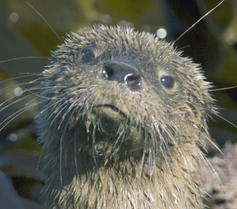 Otter Species | IUCN/SSC Otter Specialist Group